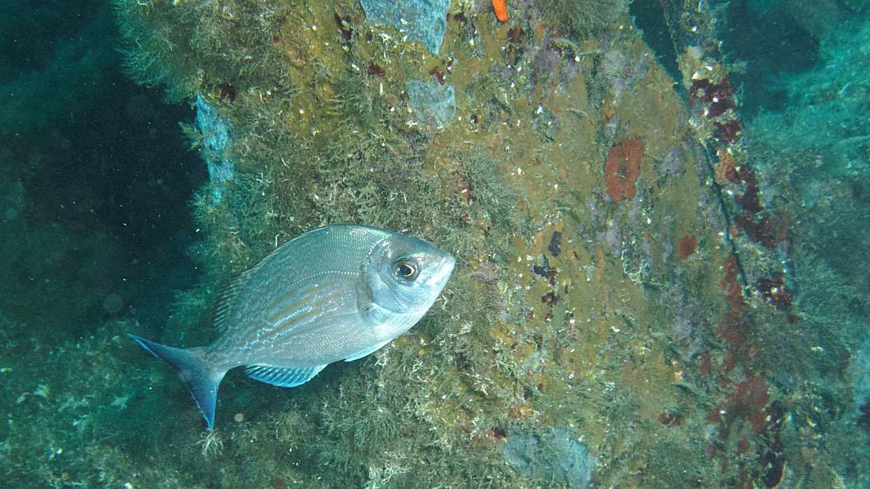 050 Daurade grise ou Canthare (Spondyliosoma cantharus ).JPG - Daurade grise ou Canthare (Spondyliosoma cantharus ) : Ressemble à un sar, denti ou dorade, mais pas de tache ou rayure noire, corps moins haut, museau plus pointu. Coloration grisâtre